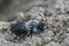 Andrena vaga
